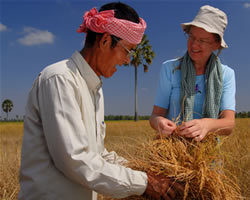 Rice straw